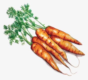 Carrots, HD Png Download, Transparent PNG