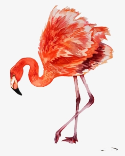 Flamingo, HD Png Download, Transparent PNG