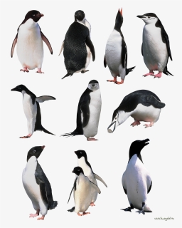 Penguin Png Image Background, Transparent Png, Transparent PNG