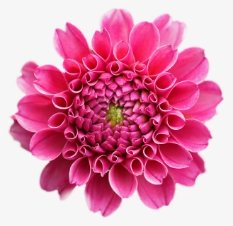 Fuchsia Flower Png, Transparent Png, Transparent PNG