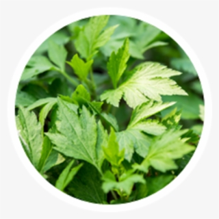 Weed Leaf Png, Transparent Png, Transparent PNG