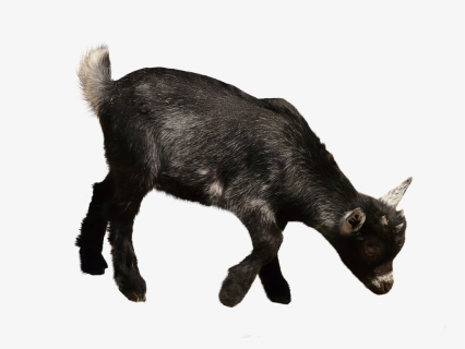 Goat Png, Transparent Png, Transparent PNG