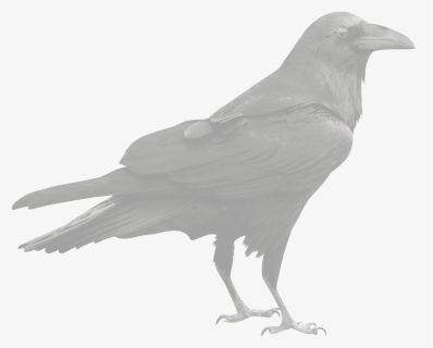 Raven Png, Transparent Png, Transparent PNG