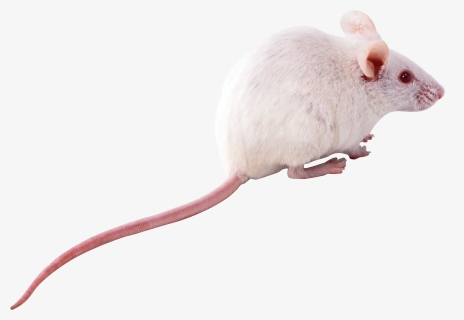 Mouse, Rat Png Image, Transparent Png, Transparent PNG