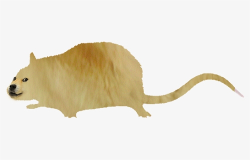 Rat Png, Transparent Png, Transparent PNG