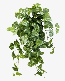 Ivy Png Transparent, Png Download, Transparent PNG