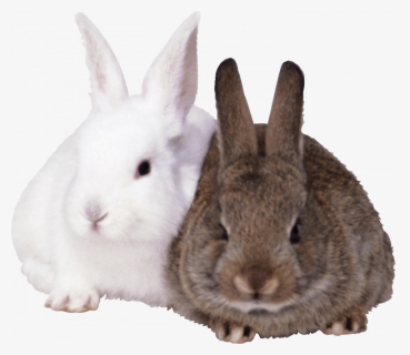 Download And Use Rabbit Png Icon, Transparent Png, Transparent PNG