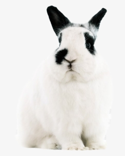White Rabbit Png Free Pic, Transparent Png, Transparent PNG