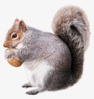 Squirrel Christmas Decoration Rodent Drawing, HD Png Download, Transparent PNG