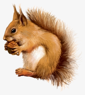 Red Squirrel Clip Art, HD Png Download, Transparent PNG