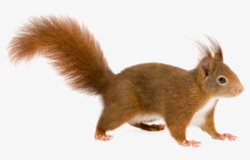 Squirrel Png , Png Download, Transparent Png, Transparent PNG