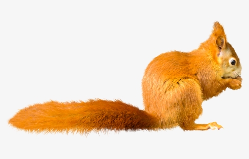 Squirrel Png, Transparent Png, Transparent PNG