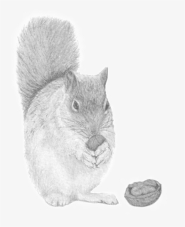 Peekaboo, The Nutty Squirrel, HD Png Download, Transparent PNG