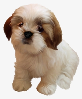 Shih Tzu Puppy Png Image, Transparent Png, Transparent PNG
