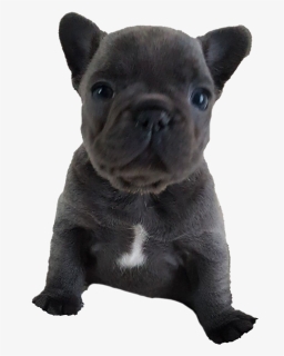 French Bulldog Puppy Png Free Download, Transparent Png, Transparent PNG