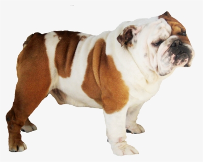 Bulldog Png Image, Transparent Png, Transparent PNG