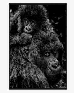Gorillas 3, HD Png Download, Transparent PNG