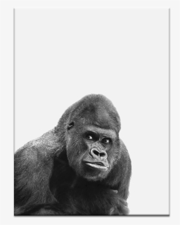 Gorilla Png, Transparent Png, Transparent PNG
