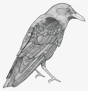 Crow Drawing Png, Picture, Transparent Png, Transparent PNG