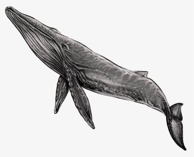 Whale Png, Transparent Png, Transparent PNG