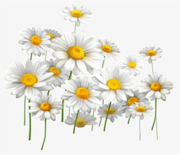 Fleurs Flores Flowers Bloemen, HD Png Download, Transparent PNG
