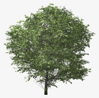 Oak Tree Png, Transparent Png, Transparent PNG