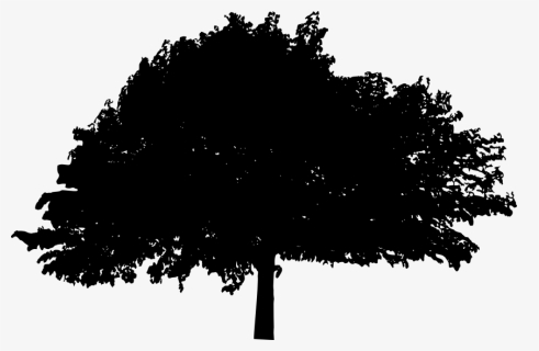 Transparent Pine Tree Silhouette Png, Png Download, Transparent PNG