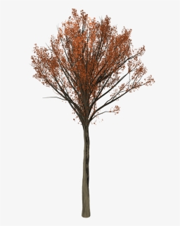 Oak Tree Png, Transparent Png, Transparent PNG
