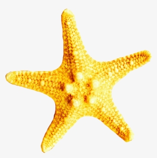 Starfish Clipart Yellow, Starfish Yellow Transparent, HD Png Download, Transparent PNG