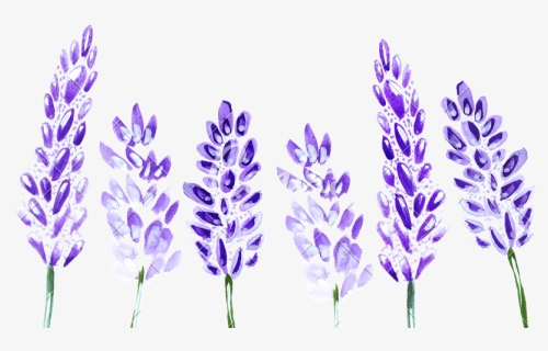 Watercolor Lavender Png, Transparent Png, Transparent PNG