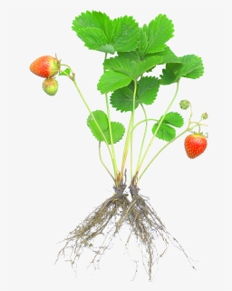 Strawberry Plants With Roots And Fruits , Png Download, Transparent Png, Transparent PNG