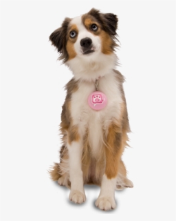 Dog Png For Web With Pink Tag, Transparent Png, Transparent PNG