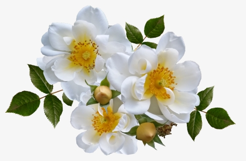 White Rose Png, Transparent Png, Transparent PNG