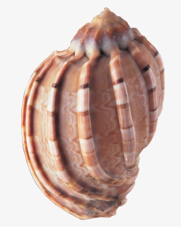 Sea Shells , Png Download, Transparent Png, Transparent PNG