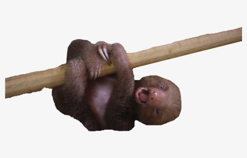Transparent Baby Sloth Png, Png Download, Transparent PNG