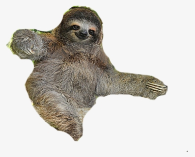Sloth Png Transparent Images, Png Download, Transparent PNG
