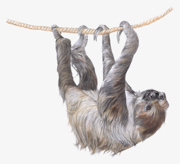 Sloth Png, Transparent Png, Transparent PNG