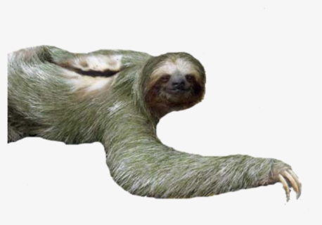 Sloth Png, Transparent Png, Transparent PNG