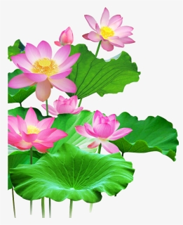 Lotus Png Background, Transparent Png, Transparent PNG