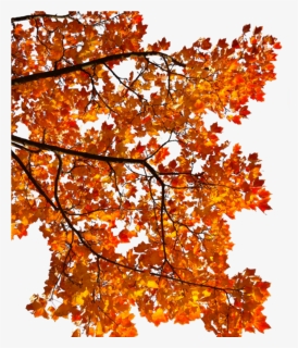 #mq #tree #orange #leaf #autumn #fall, HD Png Download, Transparent PNG