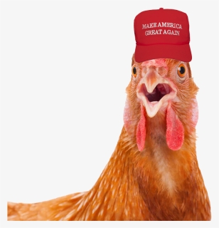2mib, 840x768, Rooster With Maga Hat, HD Png Download, Transparent PNG