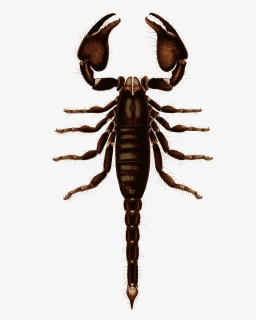 Scorpion , Png Download, Transparent Png, Transparent PNG