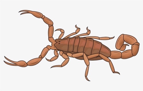 Striped Bark Scorpion Clipart, HD Png Download, Transparent PNG