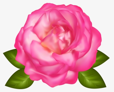 Beautiful Pink Rose Transparent Png Image, Png Download, Transparent PNG