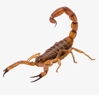 Scorpion Png, Transparent Png, Transparent PNG