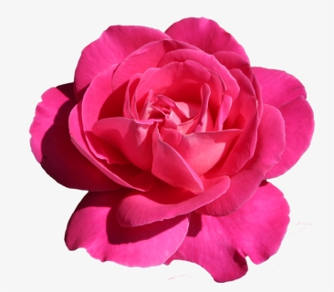 Pink Rose Png, Transparent Png, Transparent PNG