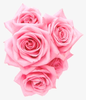 Roses Pink Png, Transparent Png, Transparent PNG