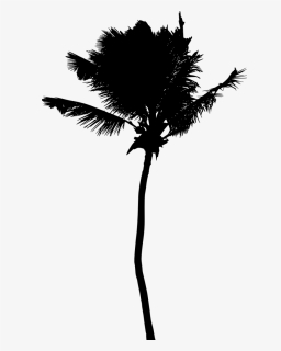 Palm Tree Silhouette, HD Png Download, Transparent PNG