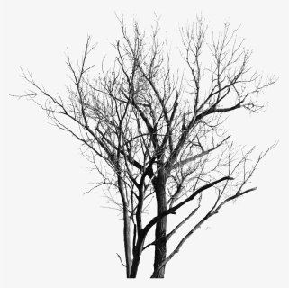 Dead Tree Png, Transparent Png, Transparent PNG