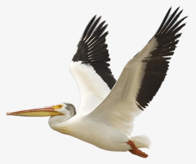The Birds Of America American White Pelican Brown Pelican, HD Png Download, Transparent PNG